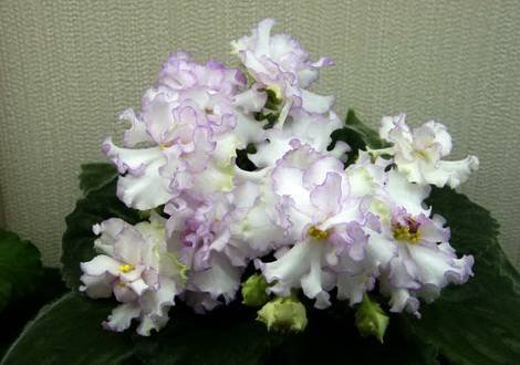 Элиза1